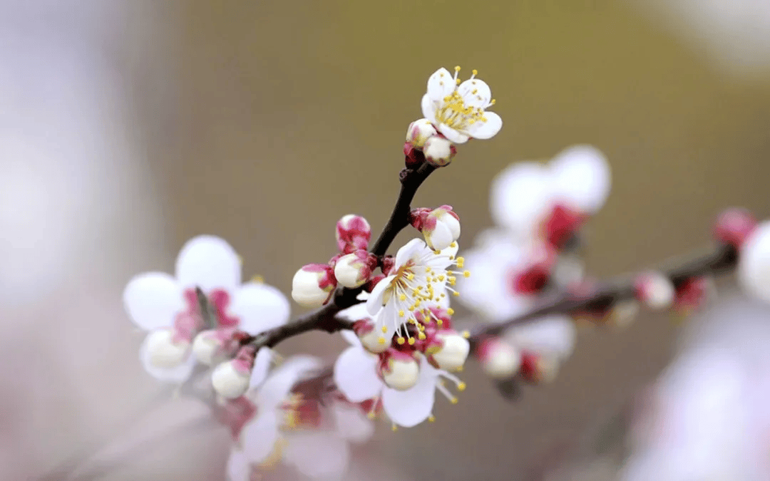 🌸好莱坞在线【2024年澳门今晚开奖号码】-全球最大樱花基地，竟在中国！比日本绝美，即将花开成海，居然免费！  第6张