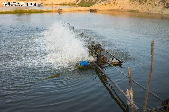 🌸飞猪视频【2024年正版免费资料大全】-阳台盆栽大蒜的种植方法  第1张