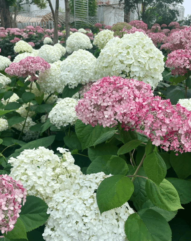 🌸影视风云【澳门天天开彩好正版挂牌】-俗话说“家有青龙树，子孙不难富”，青龙树是什么？有何科学依据