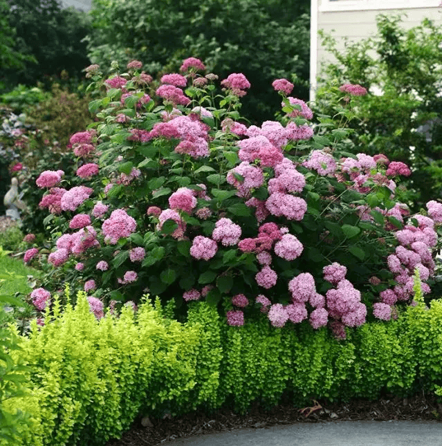 🌸腾讯【澳门六开彩天天开奖结果】-黑枸杞和红枸杞有什么区别？哪个功效更好？  第6张