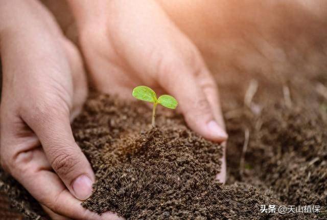 🌸京东【最准一肖一码一一子中特】-全球最大樱花基地，竟在中国！比日本绝美，即将花开成海，居然免费！  第5张