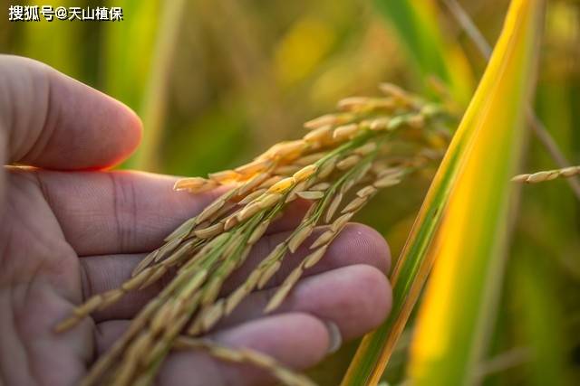 🌸陌陌短视频【2024澳门资料免费大全】-菜椒功效和作用