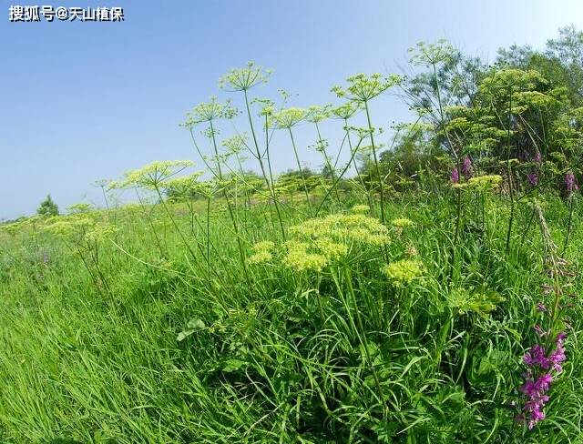 🌸龙珠直播【澳门一肖一码精准100王中王】-三亚和厦门旅游哪个贵些 ,这篇攻略你想知道的全都有  第1张