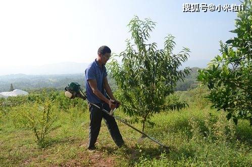 🌸虎牙【新澳门一码一肖100精确】-补植950株景观树 | 南岗区启动园林绿化春季整饰工作