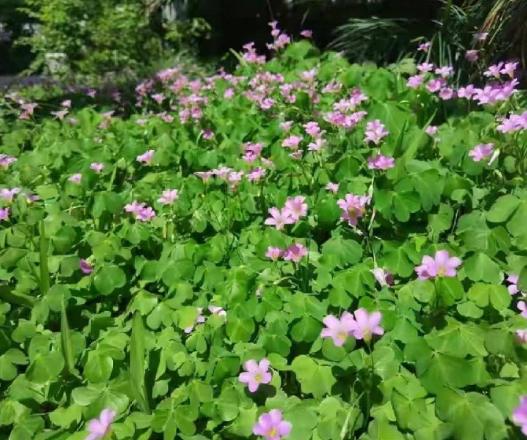 🌸龙珠直播【澳门一肖一码精准100王中王】-大连种牙医保能报销吗，种植牙医生怎么选  第3张