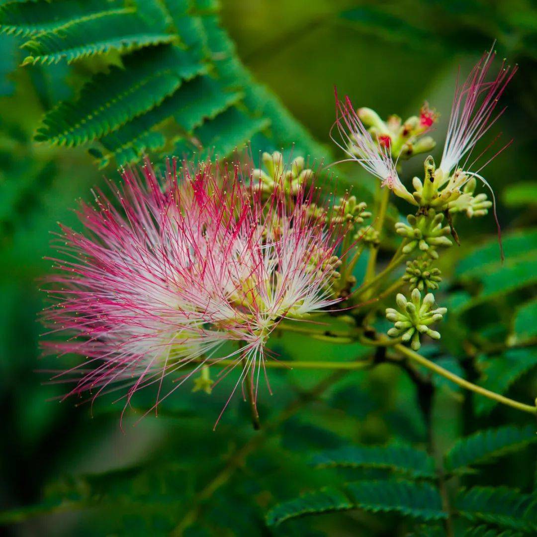 🌸影院365【管家婆一肖-一码-一中一特】-莴笋的功效与作用  第1张