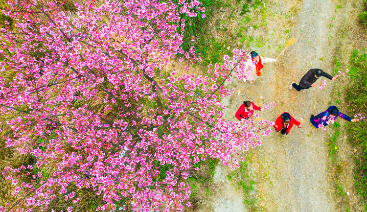 🌸趣头条【香港二四六开奖免费资料】-直击百年前美国人伐木：千年古树被粗暴砍倒，巨树面前人类太渺小