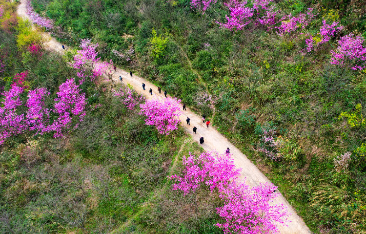 🌸电视家【今期澳门三肖三码开一码】-石斛怎么吃更好，吃石斛有讲究：揭晓最高效的食用方法  第3张