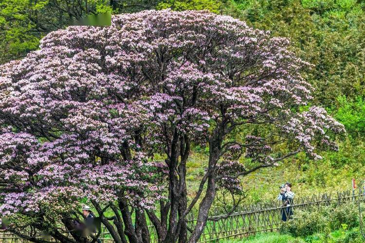 🌸影院365【管家婆一肖-一码-一中一特】-桑树嫁接苗和扦插苗哪个好？  第2张