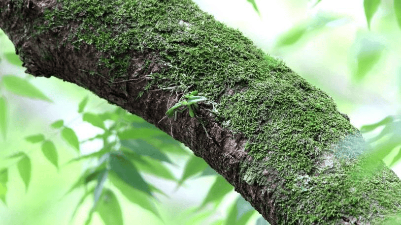 🌸好看视频【2024新奥历史开奖记录香港】-鱼这样做太有食欲，不用一滴油依然香喷喷，老公吃完直点头  第4张