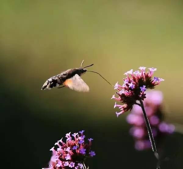 🌸猫扑电影【2024澳门资料大全正版资料】-南京无痛种植牙医院：镶牙和种牙哪种方式好  第1张