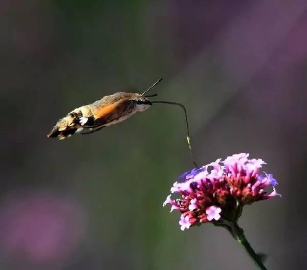 🌸虎牙【新澳门一码一肖100精确】-涨！今日铜价！电解铜价格多少钱一吨（5月10日）