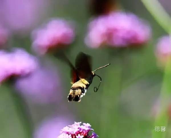 🌸虎牙【新澳门一码一肖100精确】-同声传译是什么样的？