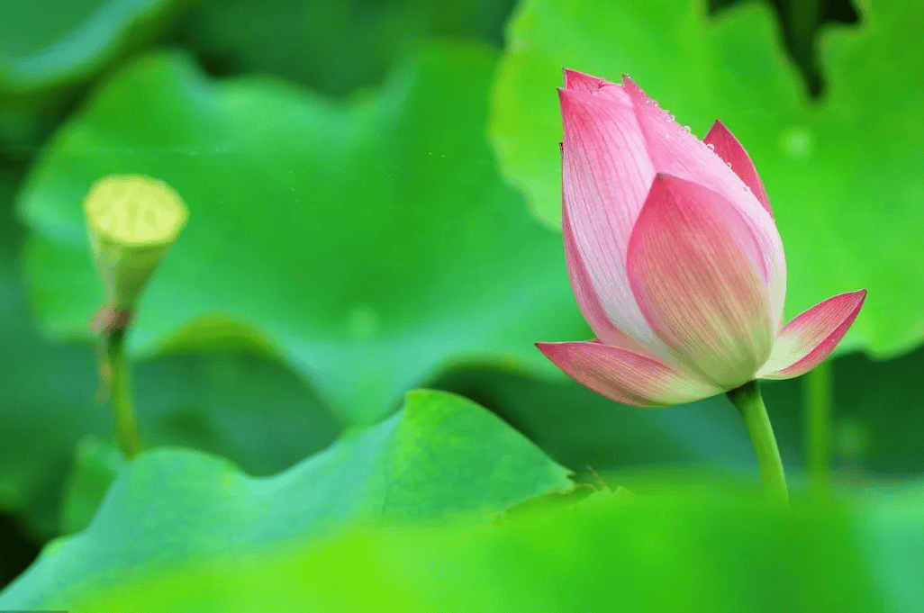 🌸趣头条【香港二四六开奖免费资料】-红心火龙果和白心火龙果哪个好？火龙果吃红的好还是白的好？  第2张