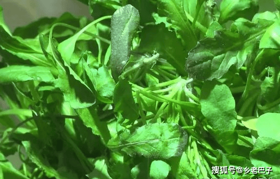 🌸猫眼电影【澳门一肖一码100准免费资料】-虫白蜡_蜂蜡优质商家