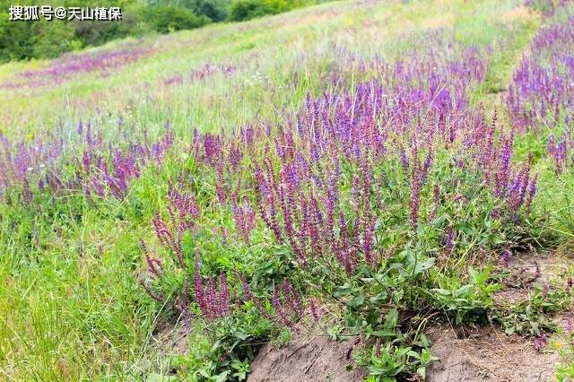 🌸飞猪视频【2024澳门资料大全免费】-这种“贵族果”，认识的人很少，现在在家养成“老桩”，真耐看！  第4张