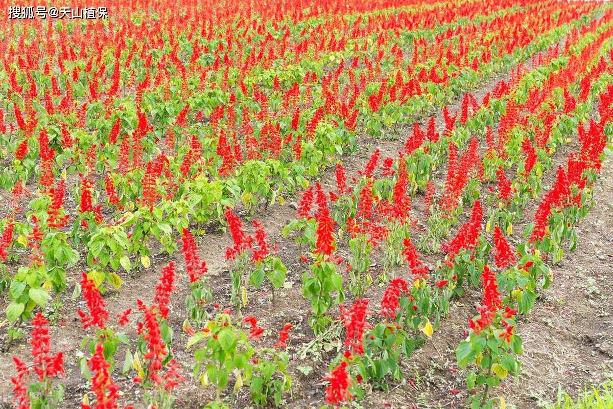 🌸豆瓣电影【新澳门一码一肖一特一中】-中国女排复仇美国！李盈莹成大腿，蔡斌重用七仙女  第4张