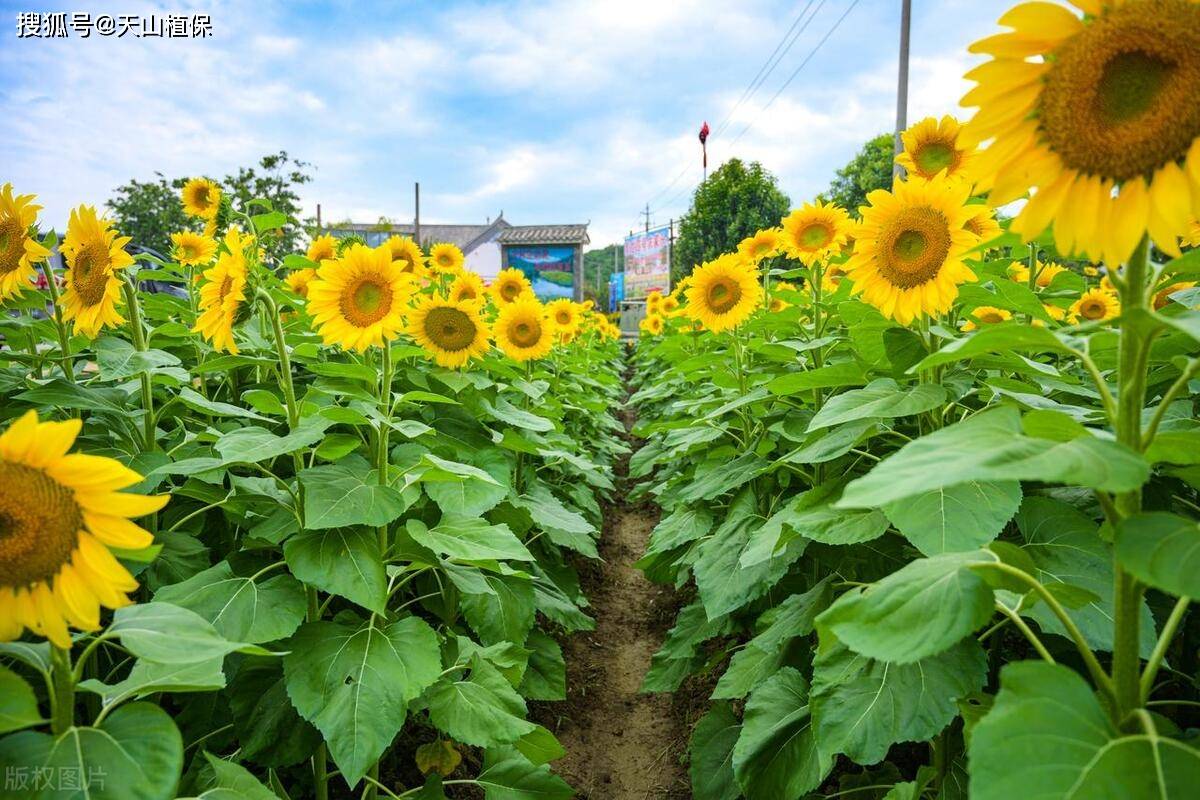 🌸陌陌短视频【2024澳门资料免费大全】-三亚和厦门旅游哪个贵些 ,这篇攻略你想知道的全都有