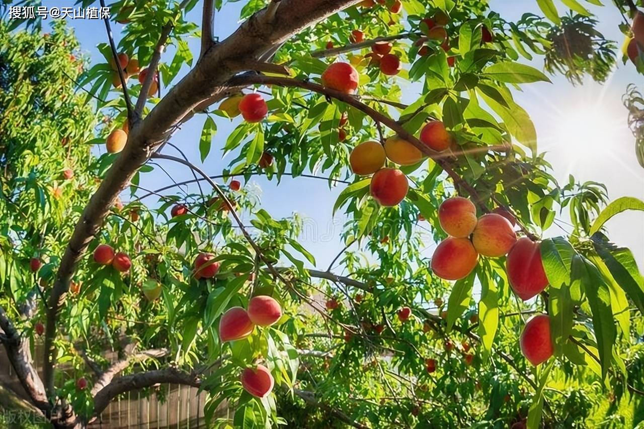 🌸飞猪视频【2024澳门资料大全免费】-南红和红玛瑙哪个好一点？  第1张