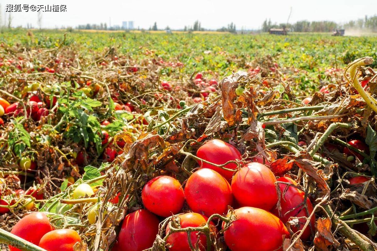 🌸飞猪视频【2024年正版免费资料大全】-绿化移植手提挖坑机 山药种植打洞机 园林苗圃打眼机  第2张