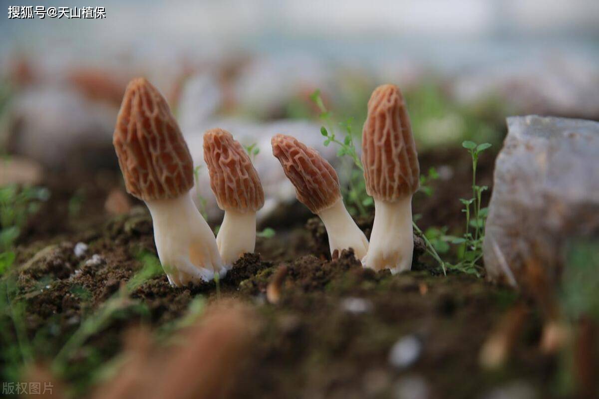 🌸百度【管家婆一肖一码100%准确】-女星李沁和乔欣同晒雪景写真，哪个拍得好看  第1张