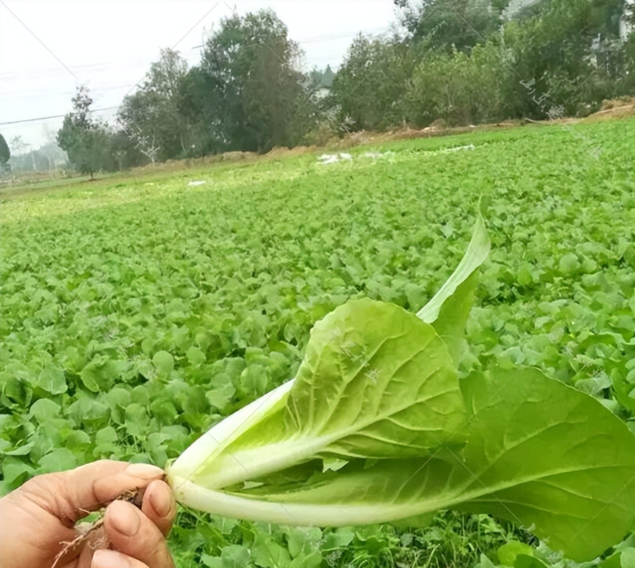 🌸搜视网【澳门精准100%一肖一码免费】-铁路RFID电子锁智能锁控解决方案  第4张