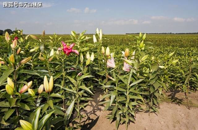 网易【澳门一码精准必中大公开】-新东方学而思高途哪个好？价格越高老师越好？我把我所经历的感受和大家说一说