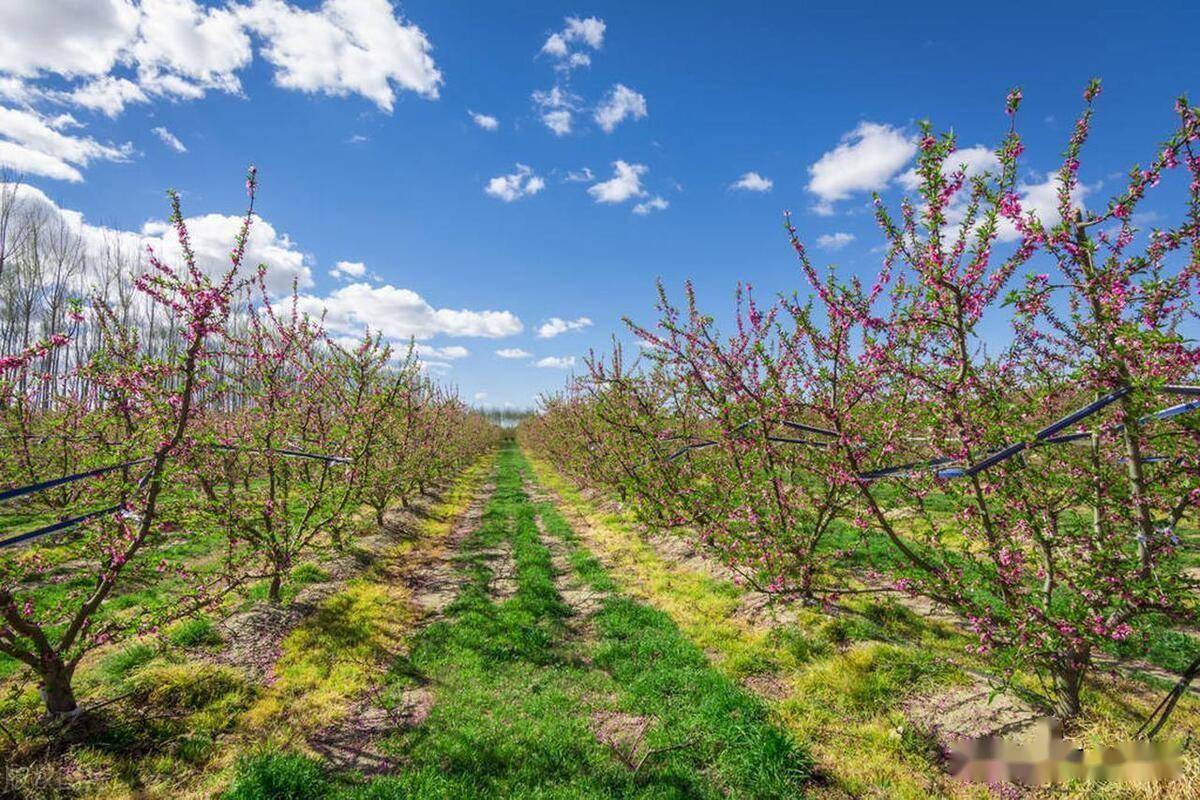 🌸好看视频【2024新奥历史开奖记录香港】-金针菇的功效与作用  第1张