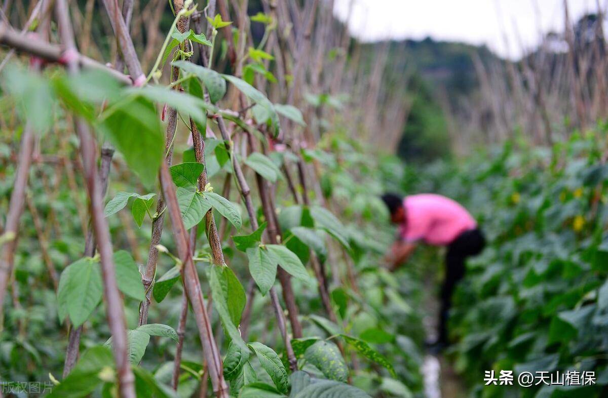 🌸豆瓣电影【新澳门一码一肖一特一中】-国槐2024年4月23日报价