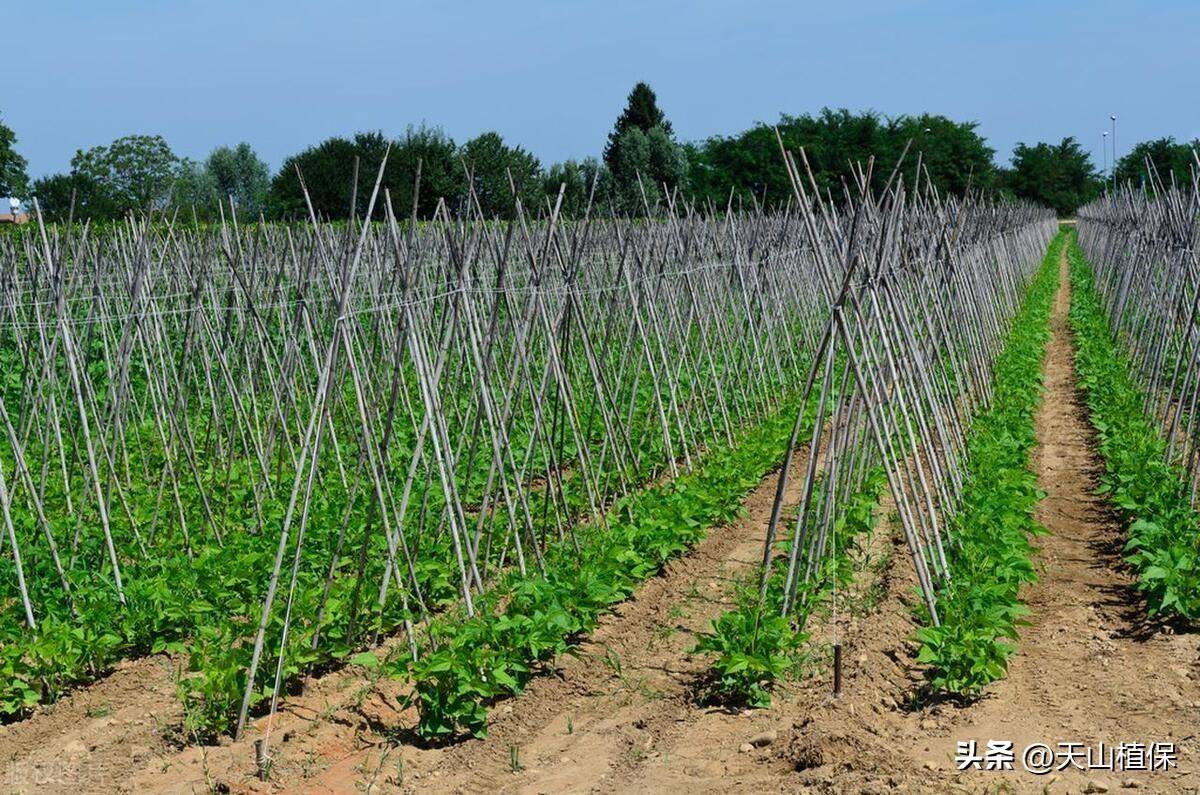 🌸小米【2024正版资料大全免费】-已种植苗木超900万株！广东扎实推进乡村绿化工作