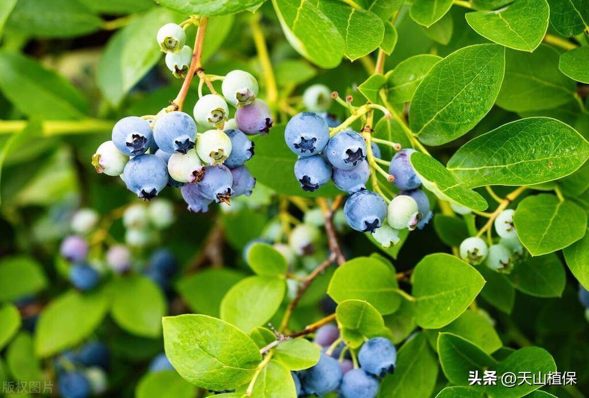 🌸猫眼电影【澳门一码一肖一特一中中什么号码】-1952年，26岁的伊丽莎白继位，为何被称为“树上公主，树下女王”  第3张