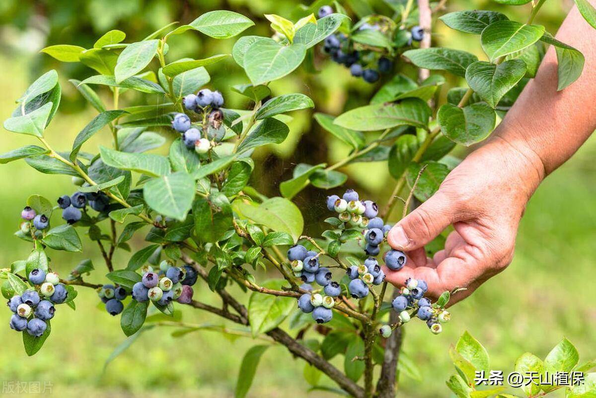 🌸谷歌【澳门管家婆一肖一码100精准】-白蚁和蚂蚁的区别