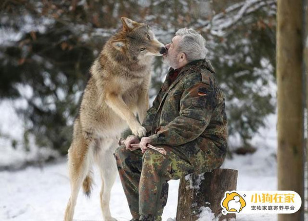 男子养犬三年竟发现宠物原是野狼，人与未知生命的奇缘