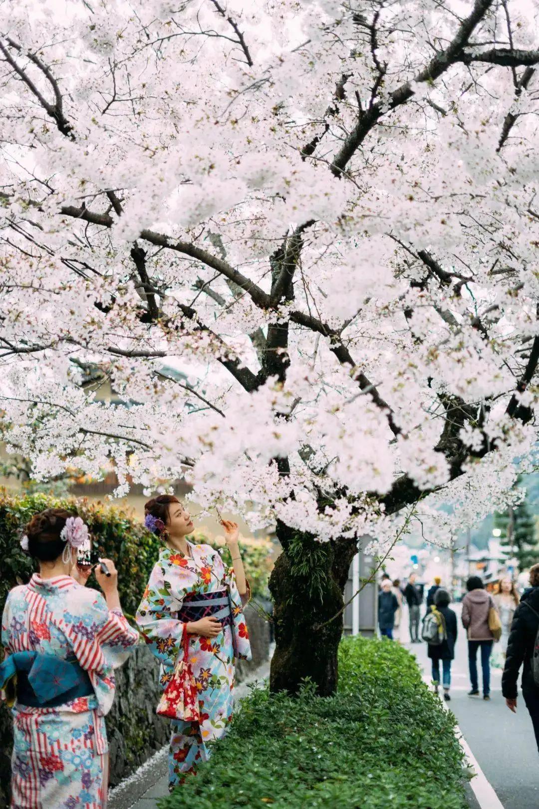 日本樱花季旅游，绚烂视觉盛宴的探寻之旅