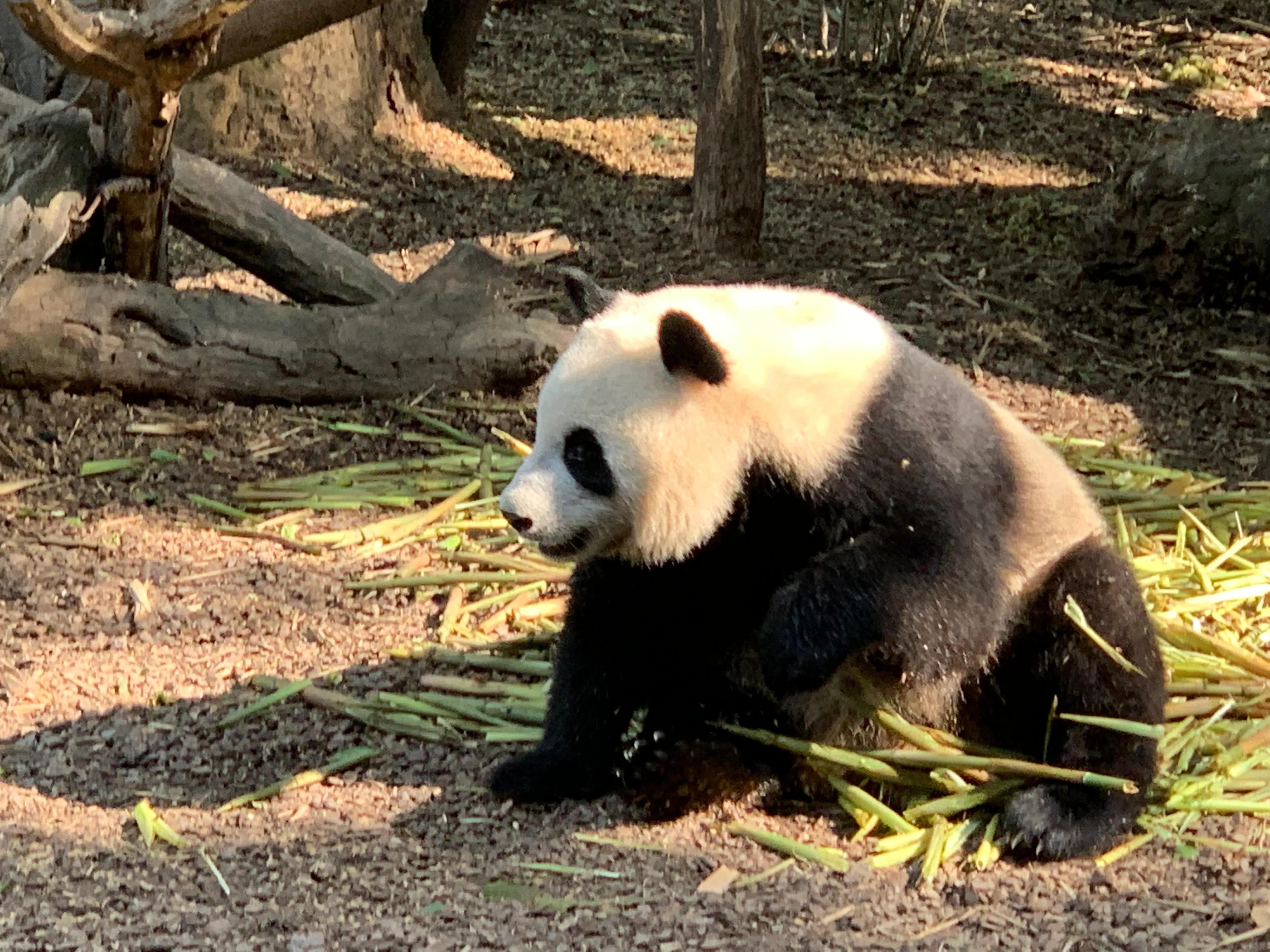 探寻熊猫故乡，成都大熊猫基地的奇妙之旅