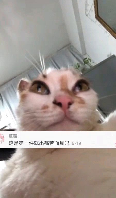 我与三只独特猫咪的温馨故事，特别朋友间的深厚情感纽带。