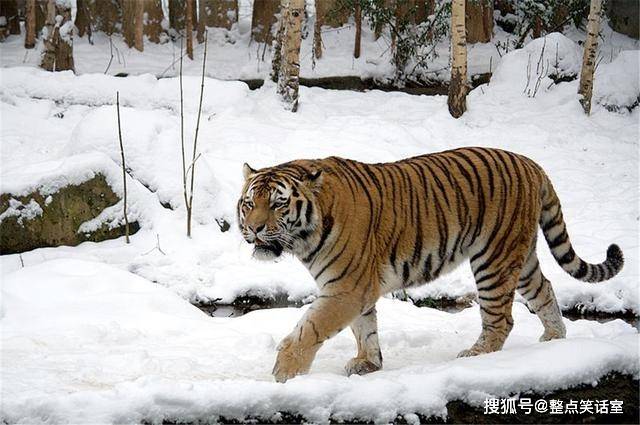 长白山神秘之旅揭秘，游客意外拍摄到野生东北虎身影