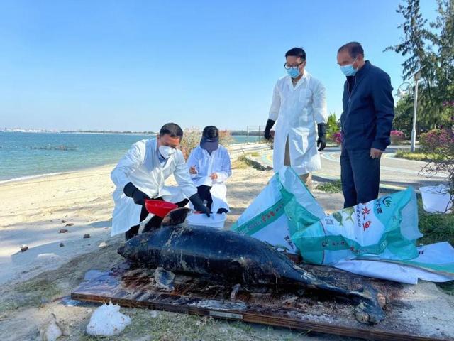 广东海滩发现江豚遗体，生态警钟长鸣