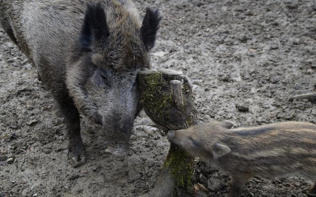 野猪蹭食日常，男子暂时收养的故事