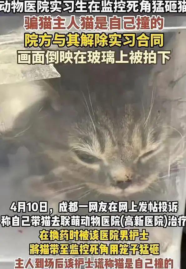 大学生虐猫事件揭示生命教育缺失问题