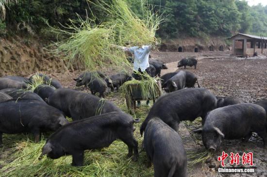 广东黑猪品种培育获重大突破，中国黑猪育种事业再提速