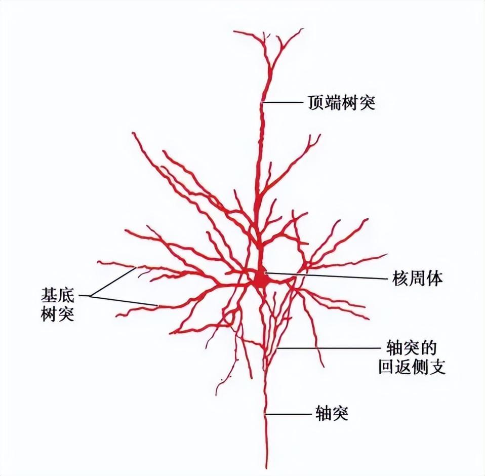 意识的本质，探索与深入理解