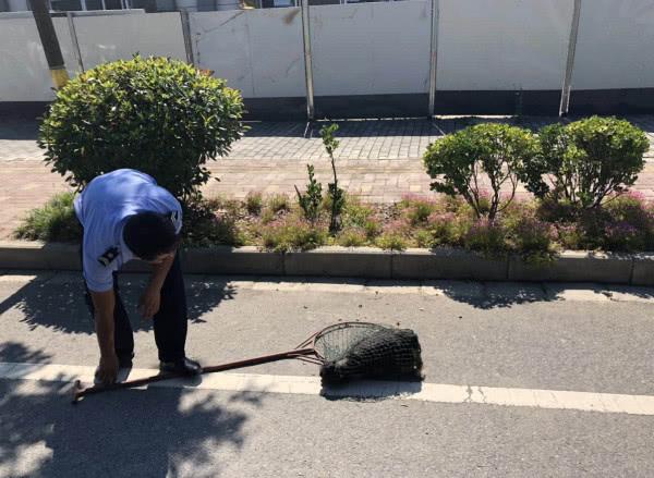 西安四岁男童遭恶犬袭击致昏迷事件引发反思与呼吁关注犬只管理安全