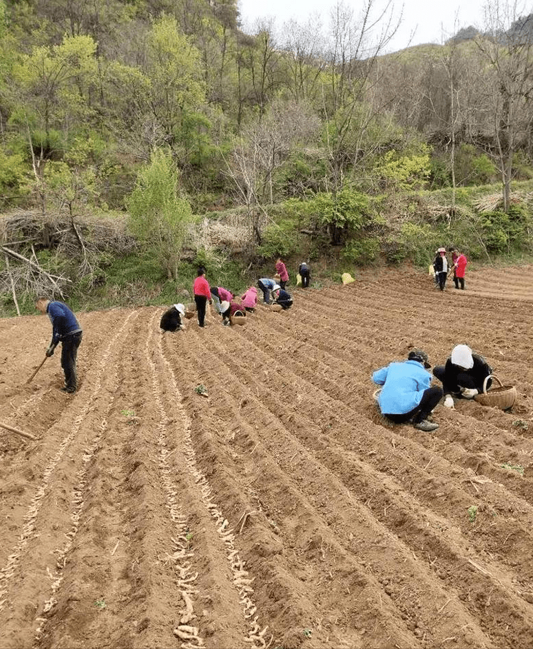 千山区农业农村局新项目推动农业现代化助力乡村振兴