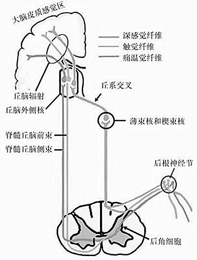 分离转换性障碍解析，概念与特征