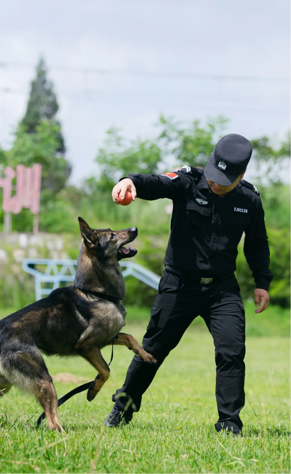 云南警犬因工作状态不佳被通报批评，责任与关怀并重，引发关注热议