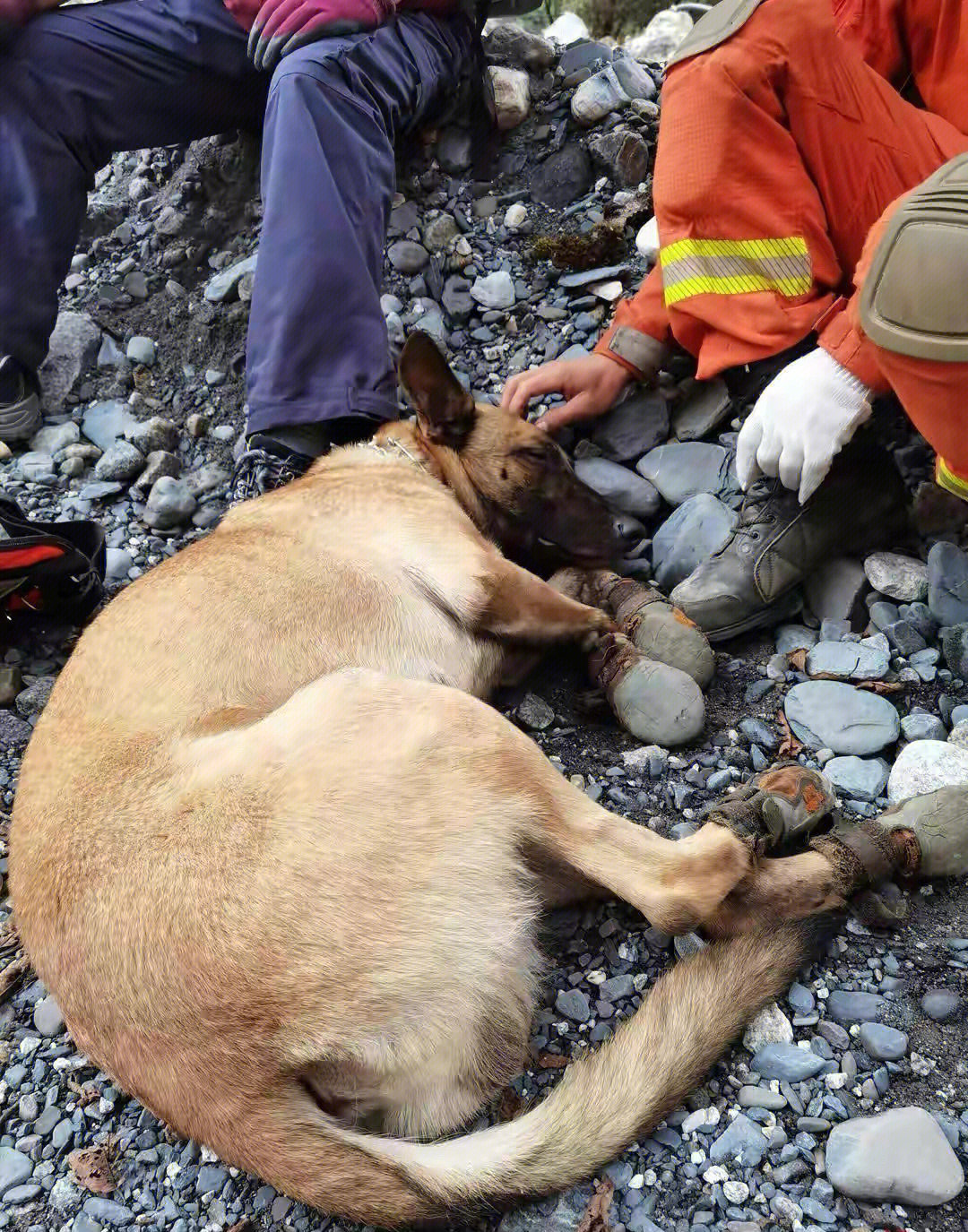 患难之中的忠诚，地震获救狗狗瞬间认出救命恩人，情感纽带熠熠生辉