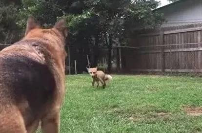 葛夕与双犬的奇妙冒险之旅