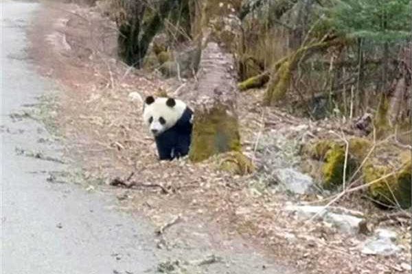 野生大熊猫公路上的奇妙之旅，自然奇观背后的生态保护故事