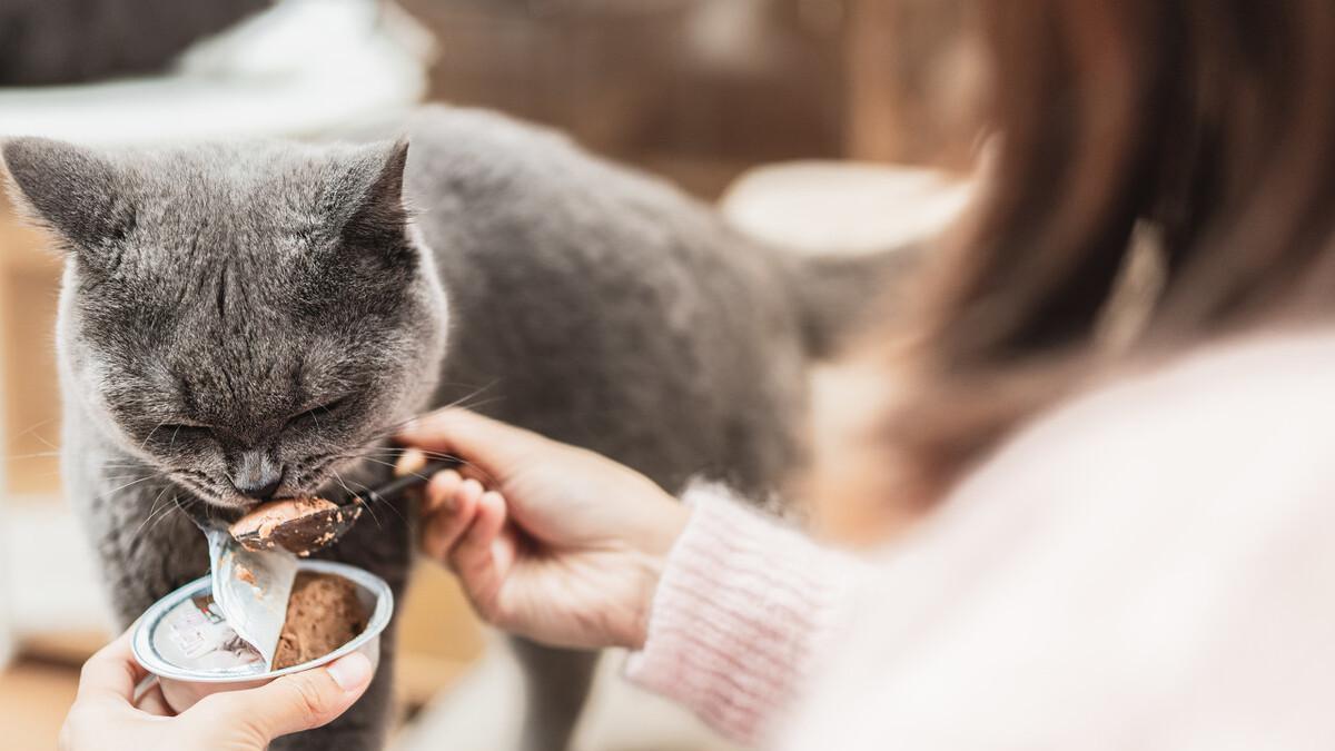 上门喂猫服务走红，商机还是行业新趋势？